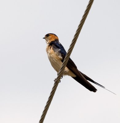 Hirundo daurica - Rdea lastovka - Red rumped swallow