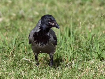 Corvus corone cornix - Siva vrana - Hooded Crow