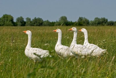 Domaa gos - Domestic goose