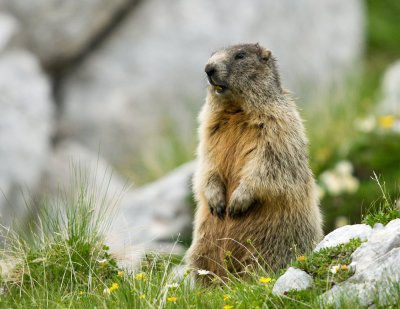 Alpski svizec Marmota marmota Marmot
