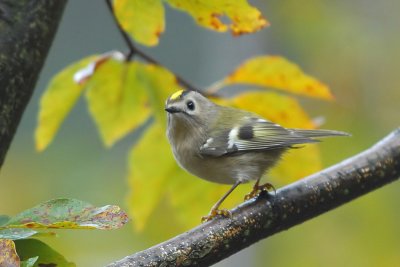 Regulus regulus - Rumenoglavi kraljicek - Goldcrest