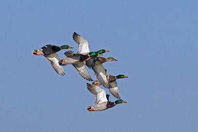 Anas platyrhynchos - Mlakarica - Mallard