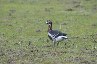 Branta ruficollis - Rdeevrata gos - Red-breasted Goose