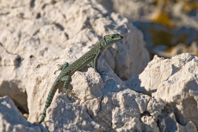 Dalmatolacerta oxycephala - iloglavka - 	Sharp-snouted Rock Lizard
