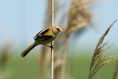 Panurus biarmicus - Brkata sinica - Bearded tit