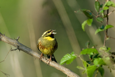 Emberiza cirlus - Plotni strnad - Cirl bunting
