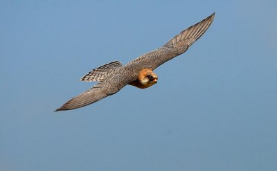 Falconiformes (Ujede)