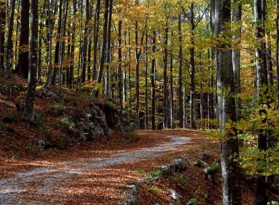 Trnovski gozd
