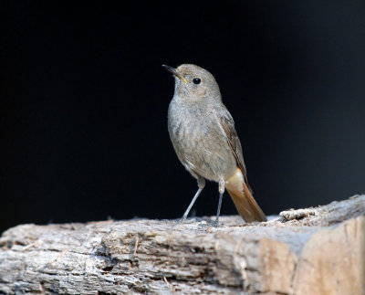 Phoenicurus ochruros - Smarnica - Black redstart