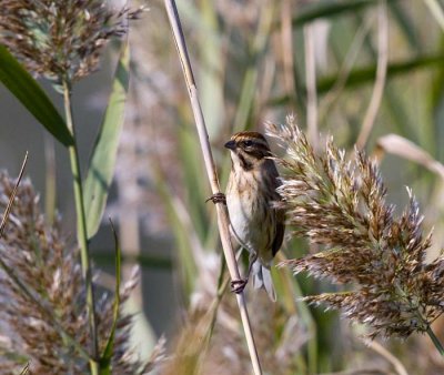 Emberiza schoeniclus - Trstni strnad - Reed bunting