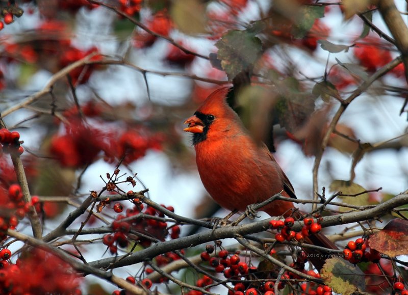 Cardinal IMG_0111.jpg