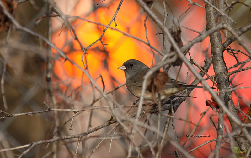 Dark-eyed Junco female IMG_0391.jpg
