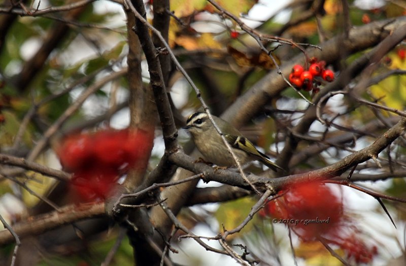 Gold-crowned Kinglet IMG_0218.jpg