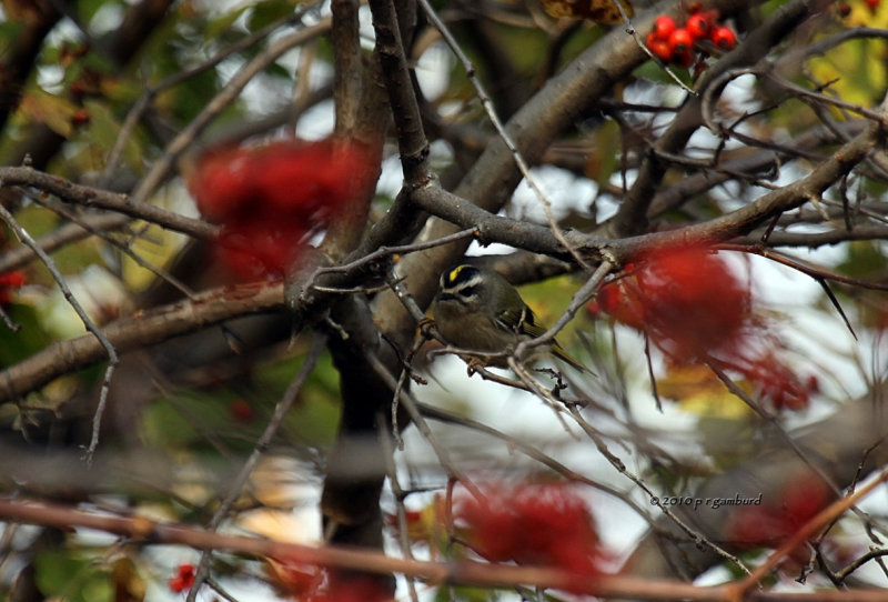 Gold-crowned Kinglet IMG_0238.jpg