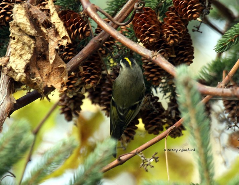 Gold-crowned Kinglet IMG_0276.jpg