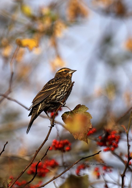 Red-winged Blackbird female IMG_0306.jpg