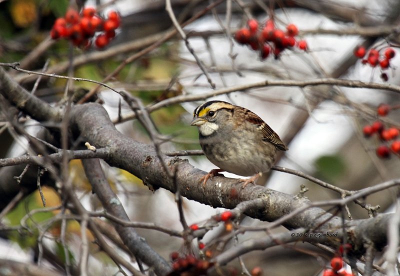 White-throated Sparrow IMG_0419.jpg
