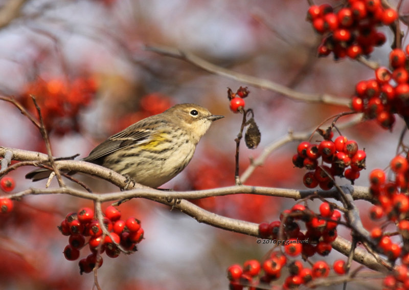Yellow-rumped Warbler IMG_0170.jpg