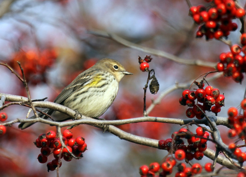 Yellow-rumped Warbler IMG_0179.jpg
