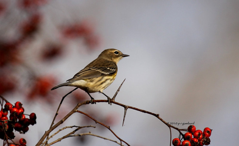 Yellow-rumped Warbler IMG_0205.jpg