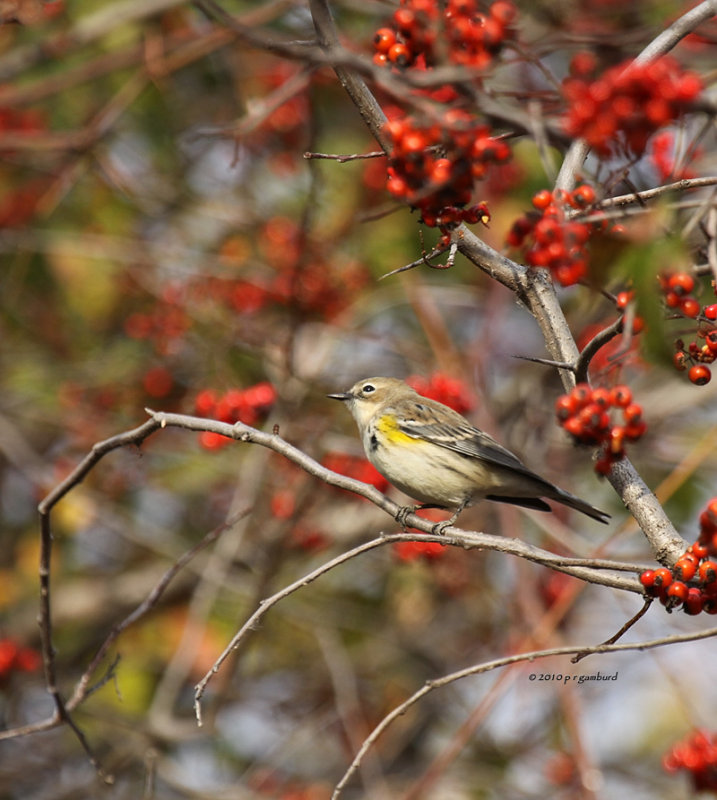 Yellow-rumped Warbler IMG_0367.jpg