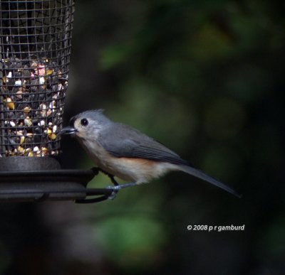 Tufted Titmouse DSCF2329c.jpg