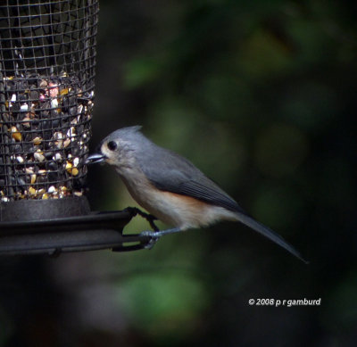 Tufted Titmouse DSCF2330c.jpg