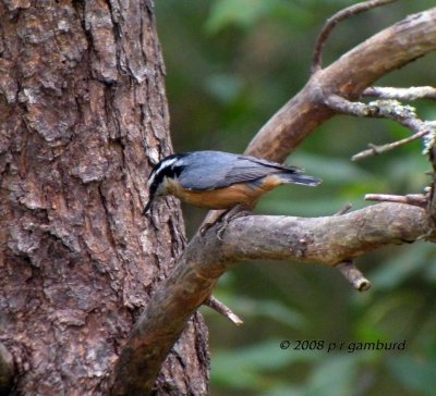 Red Breasted Nuthatch DSCN9064c.jpg