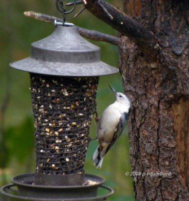 White Breasted Nuthatch DSCN9089c.jpg