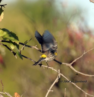 Yellow-rumped Warbler  IMG_7852.jpg