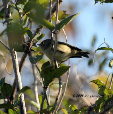 Ruby crowned Kinglet IMG_8078.jpg