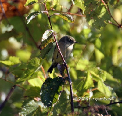 Ruby crowned Kinglet IMG_8116.jpg