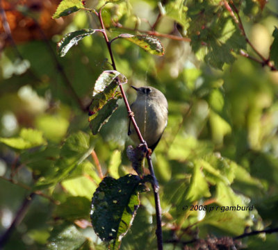 Yellow Warbler IMG_8120.jpg