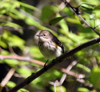 Yellow-rumped Warbler IMG_8314.jpg