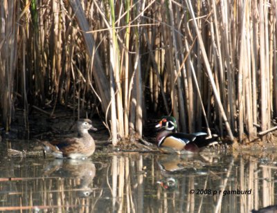 Wood Ducks IMG_9157.jpg