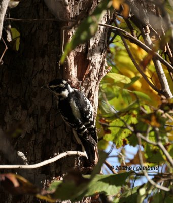 Hairy Woodpecker IMG_0235c.jpg