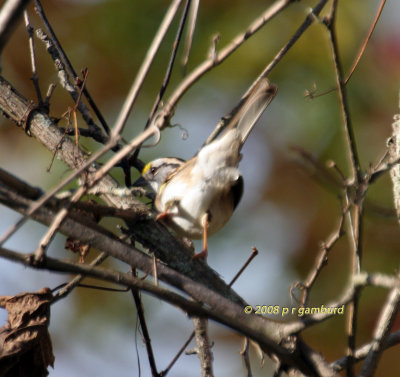 White throat Sparow IMG_0130c.jpg