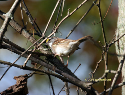 White throat Sparrow IMG_0132c.jpg