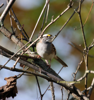 White throat Sparrow IMG_0141c.jpg