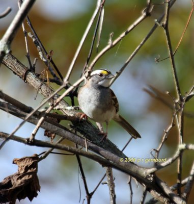 White throat Sparrow IMG_0142c.jpg