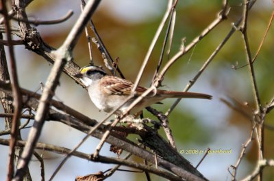 White throat Sparrow IMG_0146c.jpg