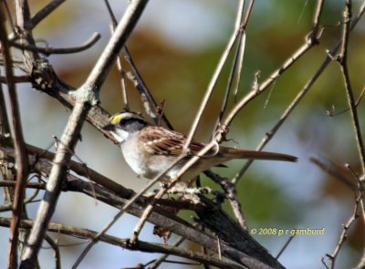 White throat Sparrow IMG_0147c.jpg