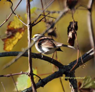 White throat Sparrow IMG_0154c.jpg