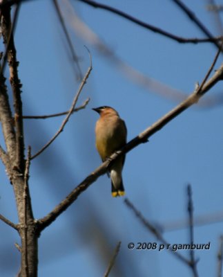 Cedar Waxwing IMG_0270c.jpg