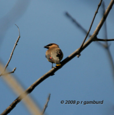 Cedar Waxwing IMG_0299c.jpg