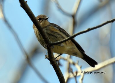 Palm Warbler IMG_0258c.jpg