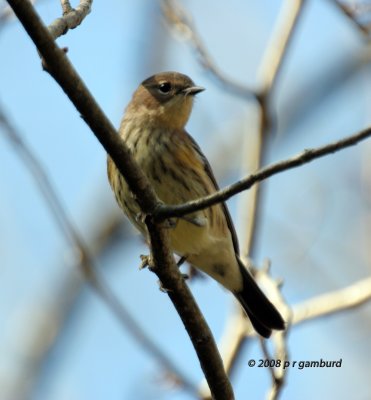 Palm Warbler IMG_0259c.jpg