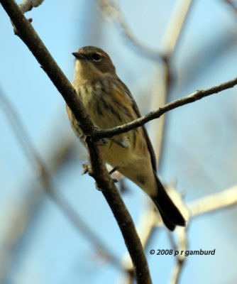 Palm Warbler IMG_0263c.jpg