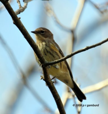 Palm Warbler IMG_0264c.jpg