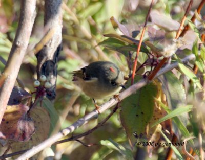 Ruby crowned Kinglet IMG_1179c.jpg